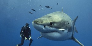 Plongée avec les requins : les conseils de Steven Surina