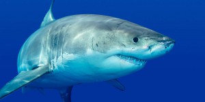 Cet animal terrorise les grands requins blancs