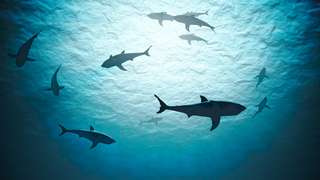 En vidéo : plongez au milieu des requins avec Shark Education