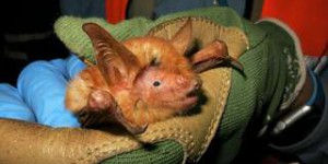 Étrangeté du vivant : une chauve-souris à la fourrure orange découverte en Afrique