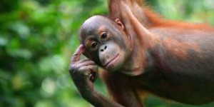 Bêtes de science : ces orangs-outans savent, d’instinct, utiliser un marteau