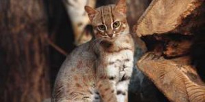 Étrangeté du vivant : le chat rubigineux, le plus petit des matous sauvages