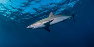 Exceptionnel : ce requin a régénéré sa nageoire dorsale découpée par des humains !