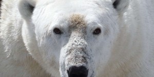 Les ours polaires sont condamnés à mourir de faim !