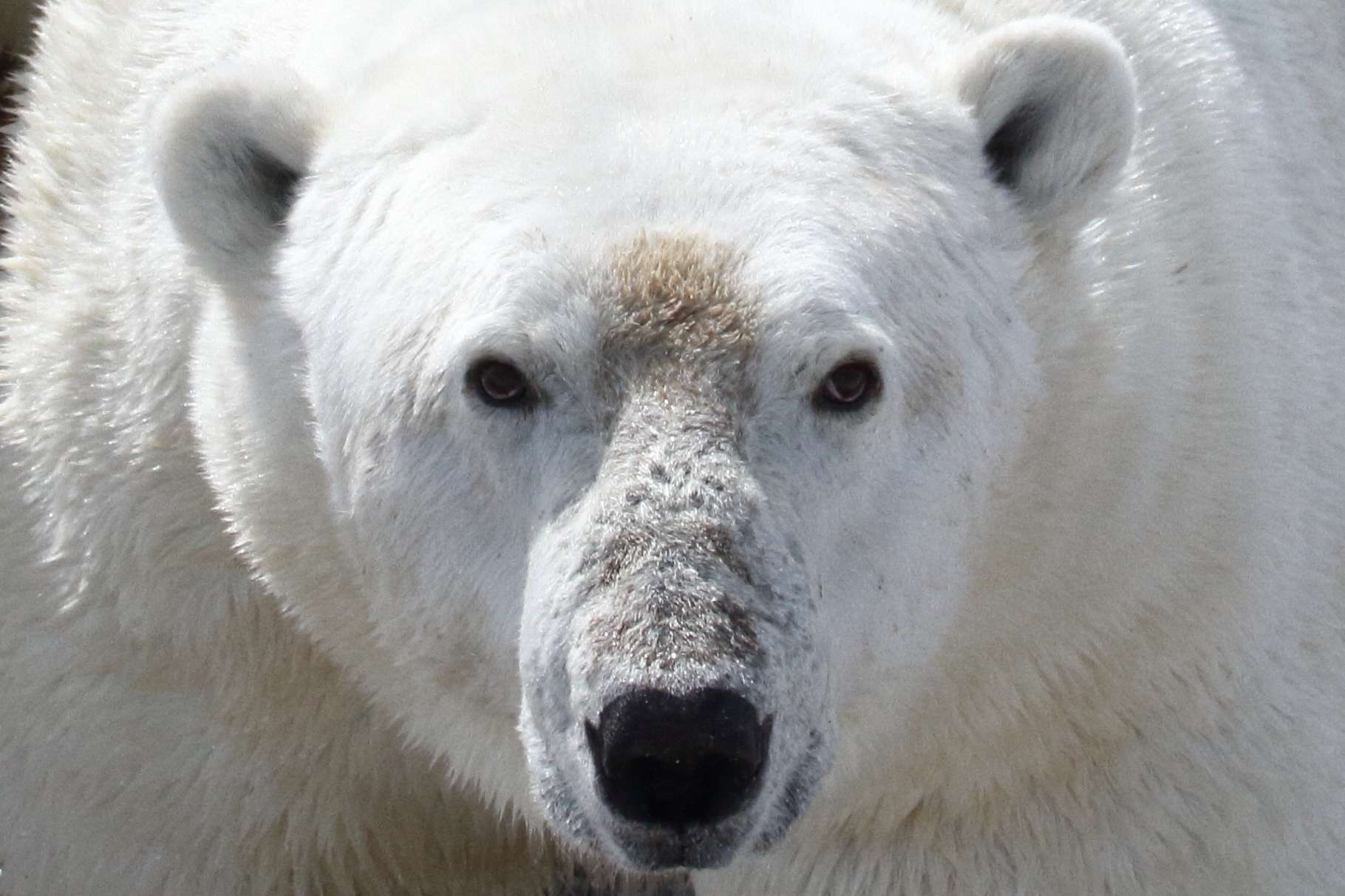 Les ours polaires sont condamnés à mourrir de faim !