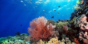Le blanchissement des coraux cache un message inquiétant pour la planète