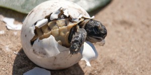 Retour des tortues au Cambodge : une bonne nouvelle pour la faune locale