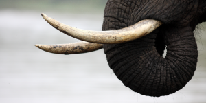 Vidéo – Comment le braconnage influence l’évolution des rhinocéros et des éléphants ?