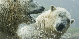 Le géant révélé: quel est l’ours le plus massif de la planète ?
