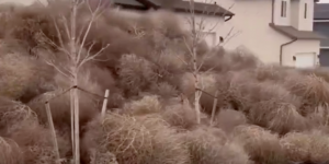 L’Utah se transforme en véritable Far West avec l’invasion de “tumbleweed”, des images surréalistes !