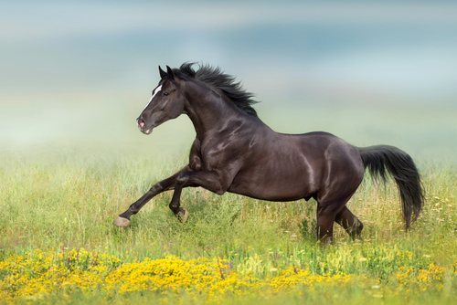 Éclair à 4 pattes : le cheval le plus rapide du monde qui possède une vitesse impressionnante