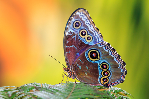 Secrets de jardinage : voici comment augmenter la population de papillons jusqu’à 93 % dans votre jardin