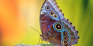 Secrets de jardinage : voici comment augmenter la population de papillons jusqu’à 93 % dans votre jardin