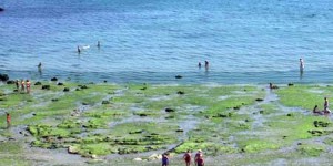 Enfin la solution miracle contre les algues vertes ?