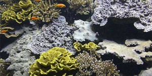 CO2 et océans : des chercheurs lancent une nouvelle alerte pour la COP21
