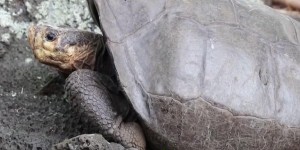 Réapparition d’une tortue géante des Galápagos que l’on croyait disparue depuis cent ans