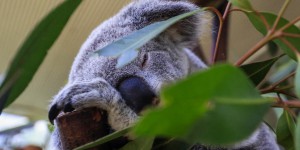 L’Australie parviendra-t-elle à sauver les koalas de l’extinction ?