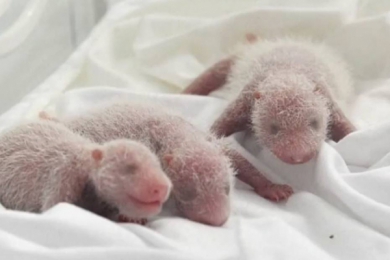 Trois petits pandas, nouveaux oursons de Chine