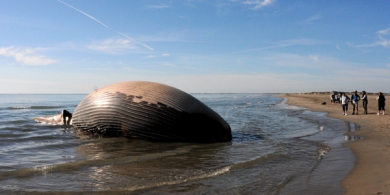 Camargue : une baleine échouée sur une plage
