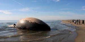 Camargue : une baleine échouée sur une plage