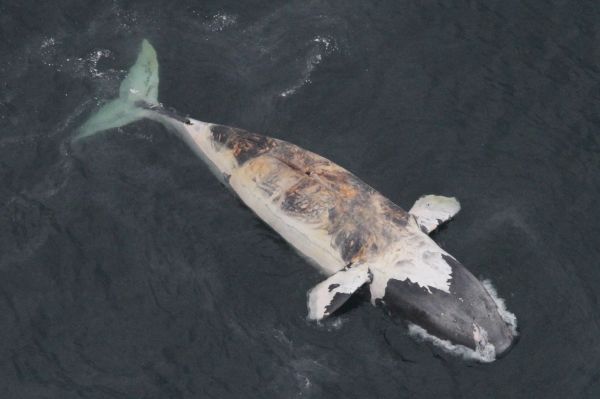 Six baleines noires mortes dans le golfe du Saint-Laurent