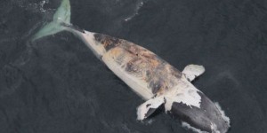 Ottawa annonce des mesures pour protéger les baleines noires dans le golfe