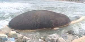 VIDEOS. Canada : une baleine échouée menace d'exploser à Terre-Neuve