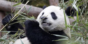 VIDEOS. Chine : la population de pandas géants a augmenté de 17 % en dix ans
