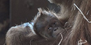 VIDEO. Moselle : rare naissance d'un orang-outang au zoo d'Amnéville