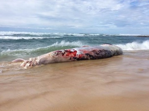 Landes : une baleine de 15 mètres de long échouée sur une plage