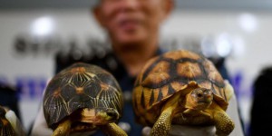 Malaisie : 330 tortues de Madagascar menacées saisies à l'aéroport