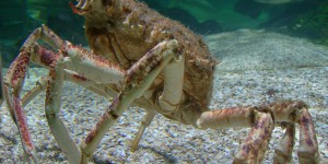 Bretagne : des centaines d'araignées de mer s'échouent sur une plage