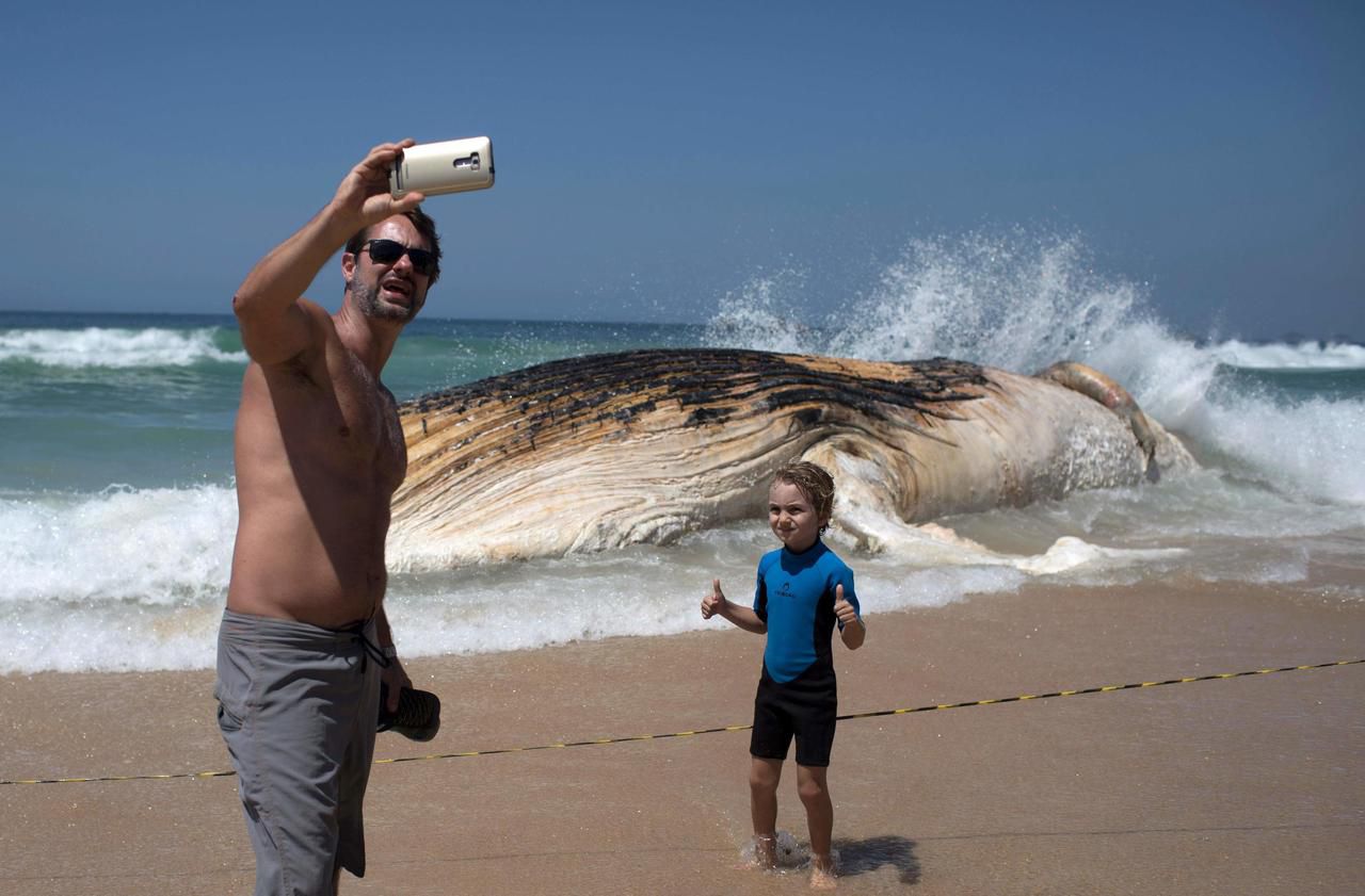 Rio de Janeiro : une baleine morte s’échoue sur la plage