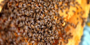 Pourquoi les abeilles sont  victimes de la  vague de froid