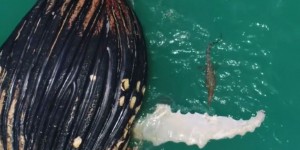 Australie : un crocodile  et quatre requins dévorent le cadavre d’une baleine
