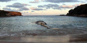 Var : une baleine échouée découverte sur l’île de Porquerolles