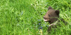 Pyrénées : l'ourson sauvé est finalement décédé