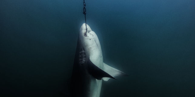 Australie : des milliers de requins meurent pour protéger les surfeurs