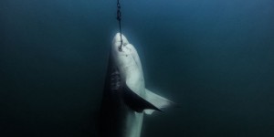 Australie : des milliers de requins meurent pour protéger les surfeurs