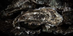 Interdiction des huîtres du bassin d’Arcachon : les ostréiculteurs à la recherche des responsables