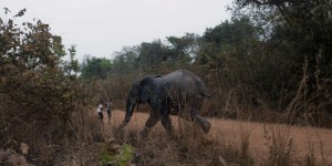 Les derniers éléphants de Côte d’Ivoire, adulés mais mal protégés