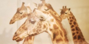 La sélection naturelle aurait dû éliminer les girafes… et si Darwin avait tout faux ?