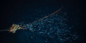 Bataille autour des DCP, ces dispositifs de pêche au thon qui dérivent dans l’océan Indien