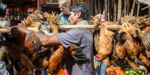 La grippe aviaire peut se propager très vite dans les marchés de volailles vivantes, selon une étude