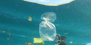 La pollution plastique en Méditerranée contamine les mammifères marins