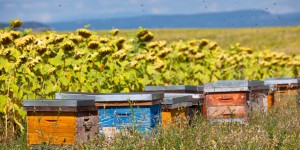 Le parlement européen veut interdire tous les pesticides néonicotinoïdes