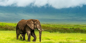 L'éléphant et la girafe sortent renforcés de la conférence sur le commerce des espèces menacées