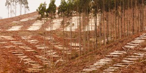 Biomasse forestière : une consultation européenne sur les nouveaux critères de durabilité