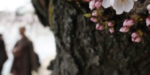 Japon : mystérieuse floraison d'un cerisier venu de l'espace