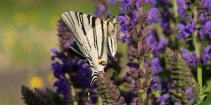 Jardin. Comment attirer les papillons dans vos jardins